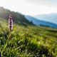Sattleggers Alpenhof & Feriensternwarte