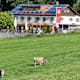 Berggasthof Alpenblick