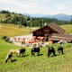 Wanderung zur Edtalmhütte von der Gosaukammbahn-Bergstation
