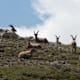 Jakobsweg Graubünden - Etappe 20: Von der Etzlihütte nach Amsteg