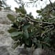 Mallorca GR221 - Etappe 3: Von Ses Fontanelles nach Estellencs 