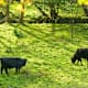 WesterwaldSteig Etappe 13: Von Flammersfeld nach Horhausen