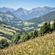 Rundweg: Alpbach - Sieglbichlalm - Thaleralm