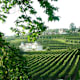 Durch die Weinberge des Mendrisiotto - Etappe 3: Mendrisio - Clivio - Mendrisio