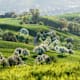 Fricktaler Höhenweg - Etappe 1: Von Rheinfelden nach Zeiningen