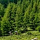 Vom Gletscher zum Wein, Nordroute, Etappe 23: Von Fischbach nach Am Straßegg