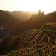 Weinwanderung durchs Kremstal zur Burgruine Senftenberg