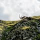 Steinbock-Trek Brienzer Rothorn - Etappe 1: Rossweid - Lättgässli - Brienzer Rothorn - Eisee