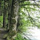 Uferweg Brienzersee: Von Iseltwald nach Giessbach