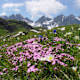 Singletrail "Bärgfüür" auf dem Pizol