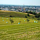 Donausteigrunde: Steyregger Runde