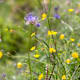 Blumenlehrpfad Wastlalm
