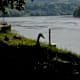 Donausteigrunde: Ottensheim - Donau-Panoramaweg