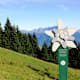 Edelweiss Weg am Pizol