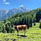 Da Kuah auf da Spur: Halsalm