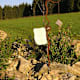 Hirtstein-Weg bei Hirschbach im Mühlkreis