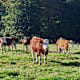 Kleierweg