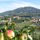 Rosenkogel - Kulmweg