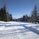 Buchen (Klassisch & Skating)
