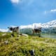 Murmeli-Wanderung Titlis