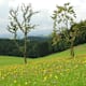 St. Johanner Höhenweg