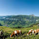 Wanderung zur Steiner Hochalm von Dorfgastein