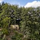Lingenau: Themenweg Rotenberg-Wald Wanderweg am Rotenberg