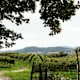Durch die Weinberge des Mendrisiotto - Etappe 2: Seseglio - Pedrinate- Seseglio