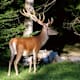 Wild- und Tierlehrpfad Samnaun