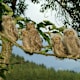Zwergohreulen-Naturlehrpfad Plöschenberg