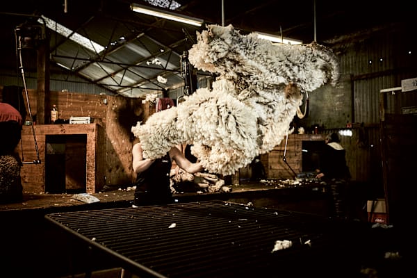 South Australian Farm 3-aclima-wool