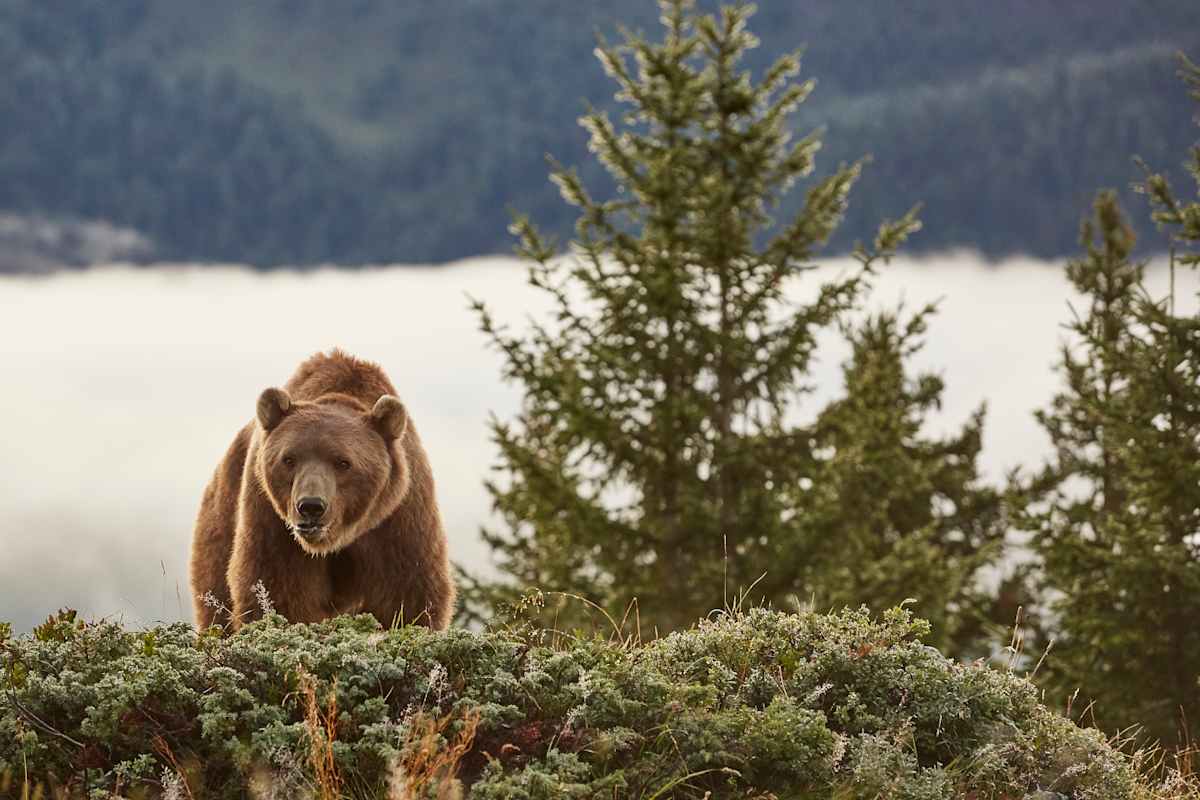 Im Arosa Bärenland lernen Besucher alles über das Leben der Bergtiere.