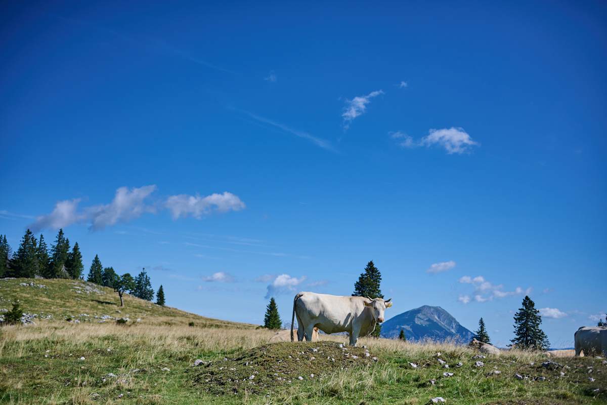 Kühe auf einer Weide, Mostviertel, Niederösterreich
