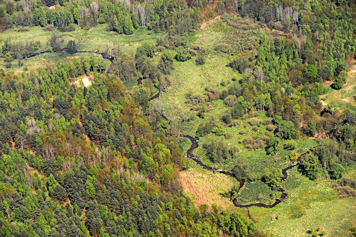 Die Pulsnitzaue im Naturschutzgebiet Königsbrücker Heide bietet wertvolle Lebensräume für zahlreiche Tier- und Pflanzenarten.