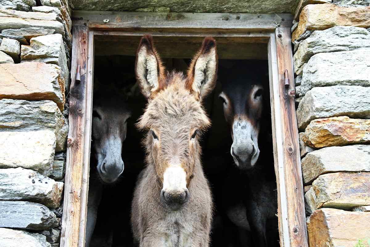 Esel in den italienischen Walliser Alpen