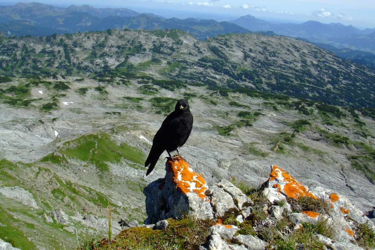 Allgäu: Hoher Ifen mit Blick über das Gottesackerplateau