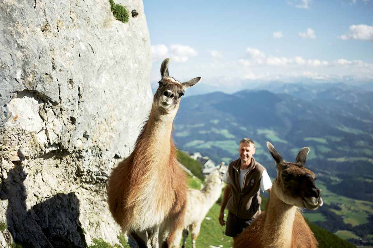 Die Haustiere der Hütte sind drei eigenwillige Lamas. Sie dürfen den ganzen Sommer über frei herumlaufen.