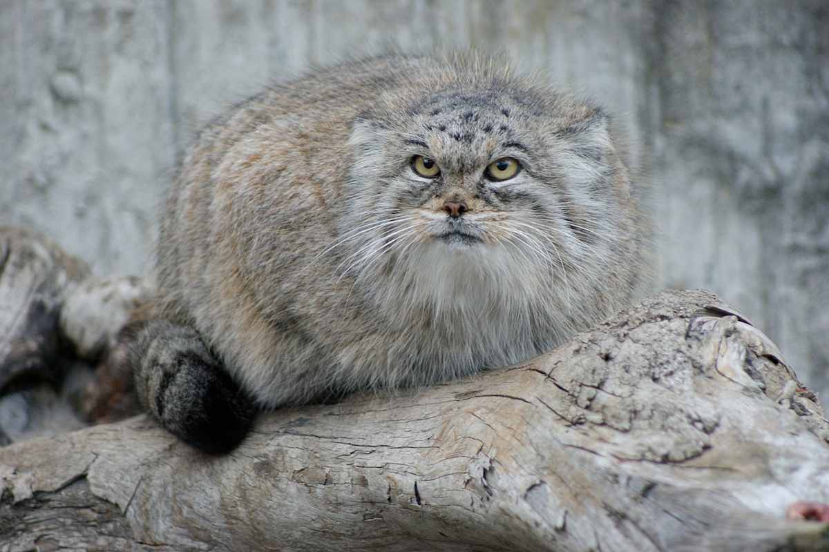 1623px_manul_close