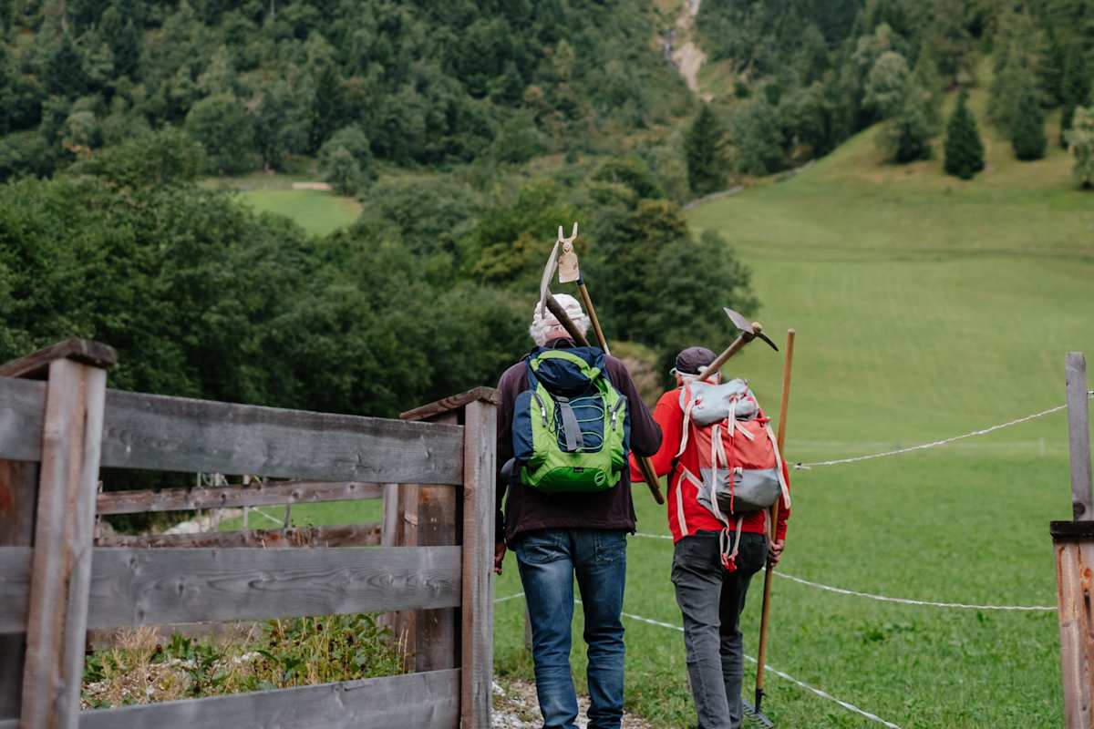 Wegwarte am Weg zur Arbeit