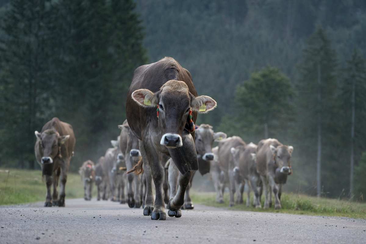 Fotostrecke Allgäu