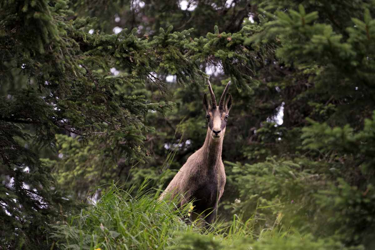 Fotostrecke Allgäu