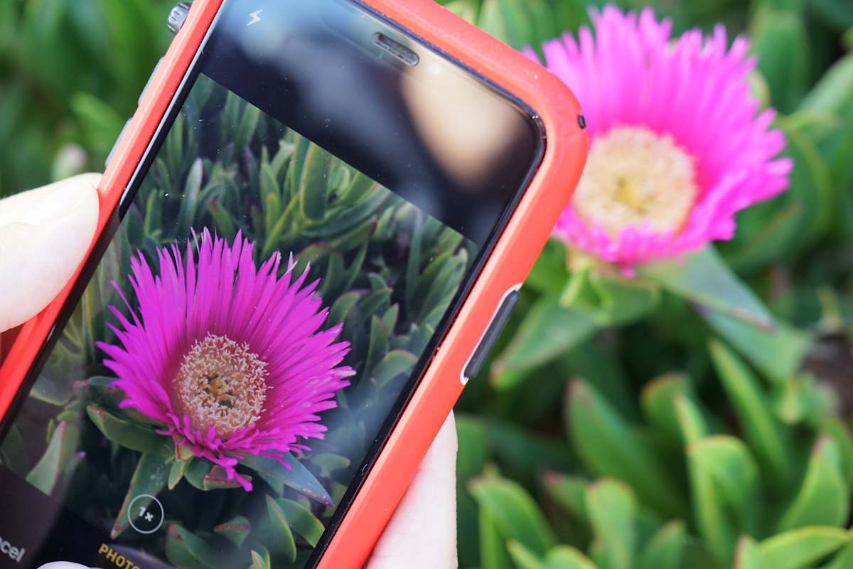 Pflanzen mittels Fotoerkennung bestimmen: Mit der Pl@ntNet App