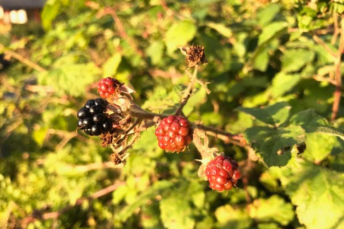 Brombeere – dornenbesetzte Vitamin C Spenderin.