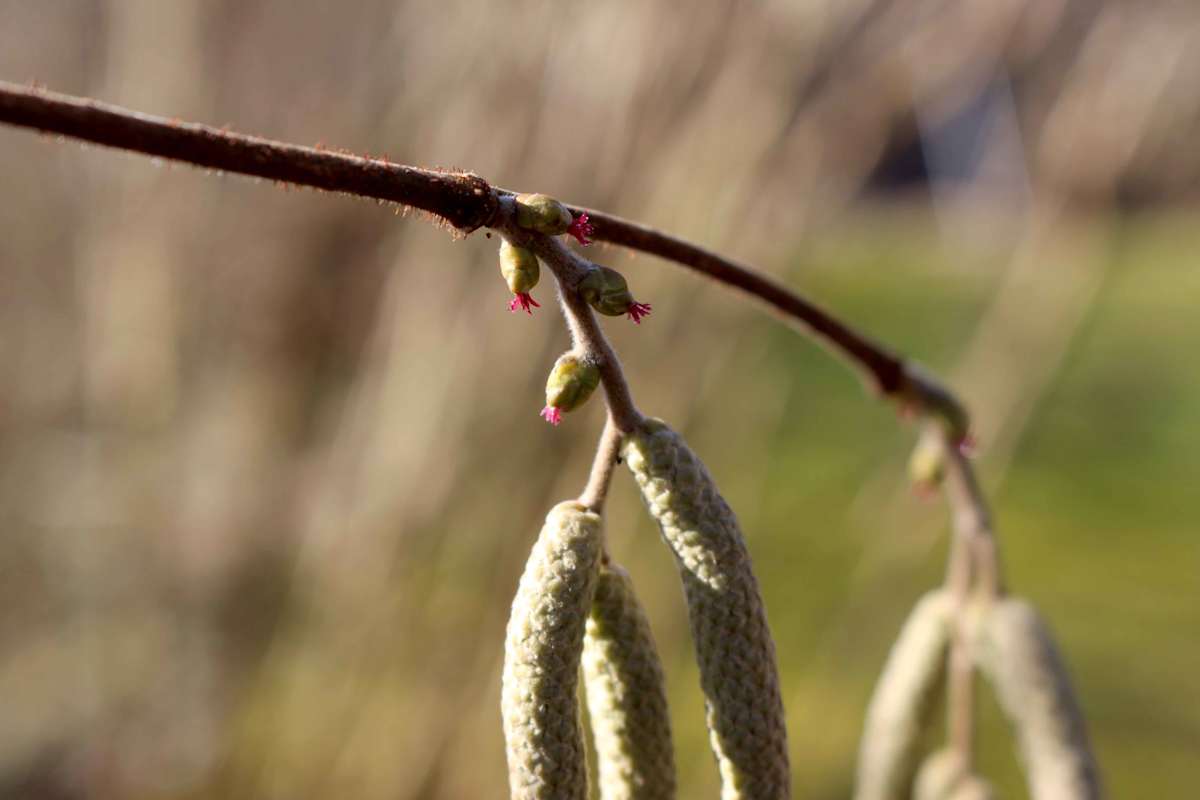 Die kleine, weibliche Blüte bildet später die Haselnüsse aus und sitzt versteckt in der Knospe - sichtbar ist nur die rote Narbe
