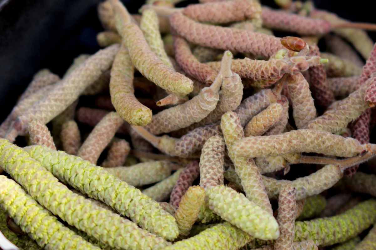 Die männlichen Blüten der Hasel wurden früher vielseitig genutzt und sind Vorboten des Frühlings