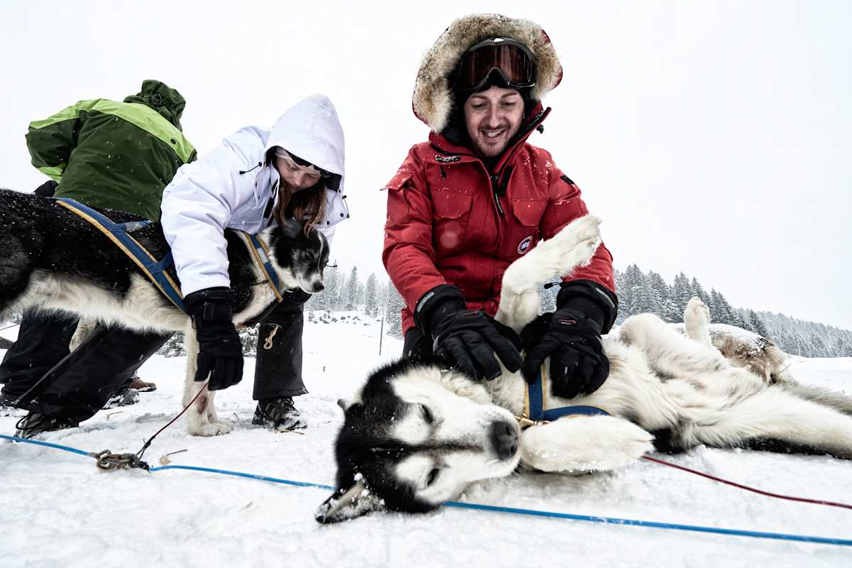 Husky Schlittenhund.