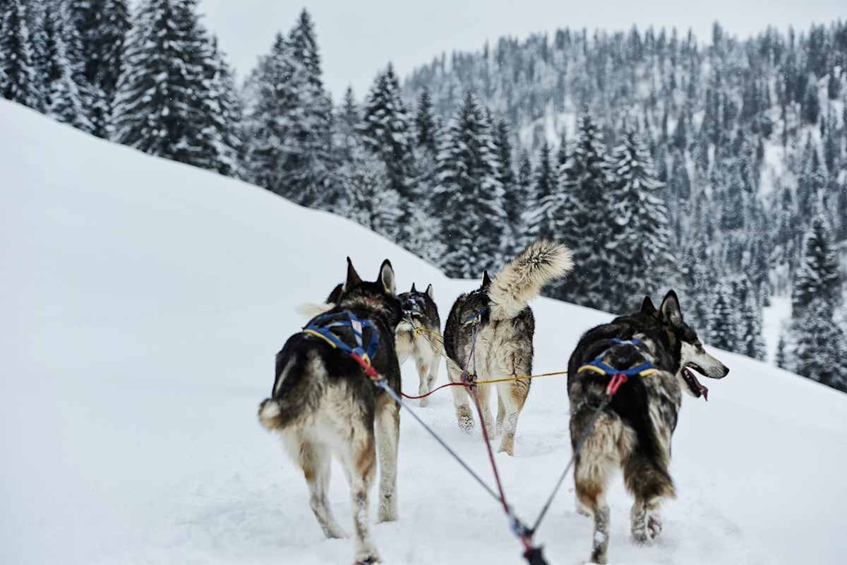Huskys laufen für ihr Leben gern.