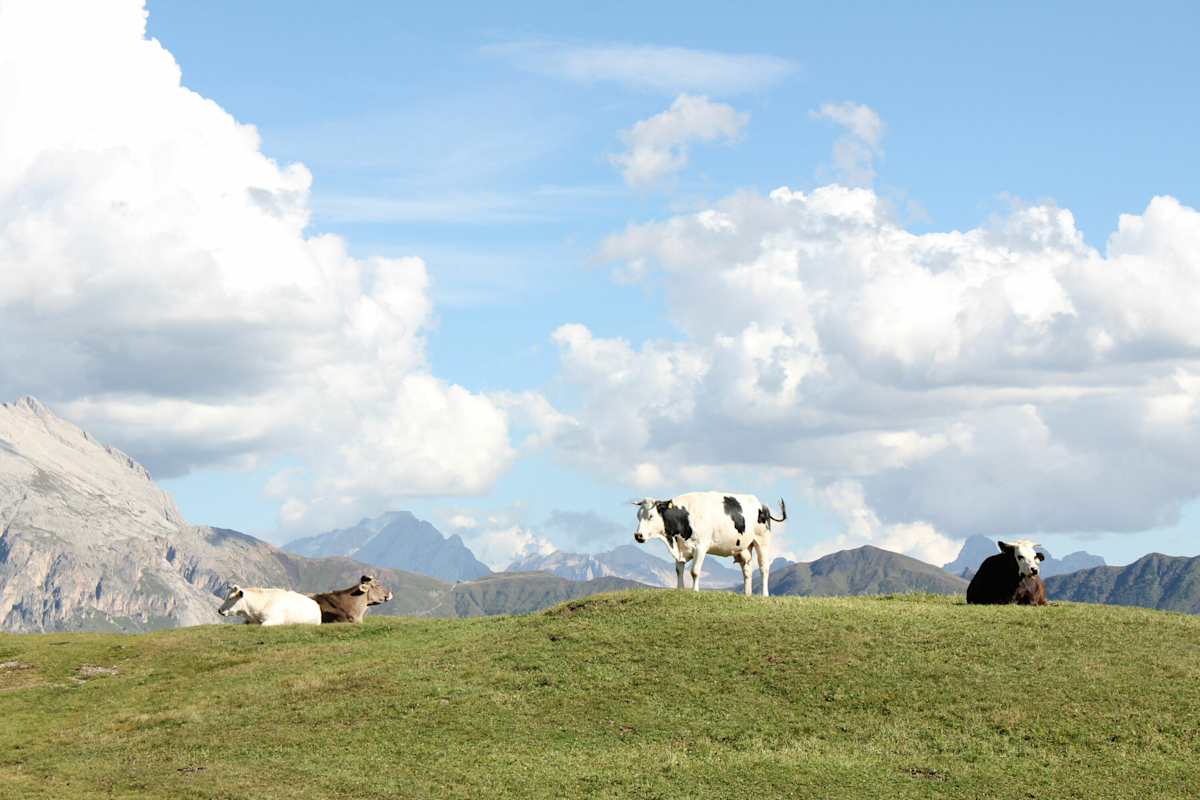 Seiser Alm mit Kühen