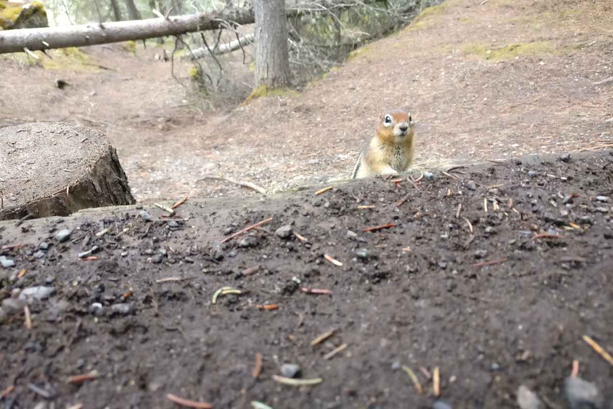 Streifenhörnchen