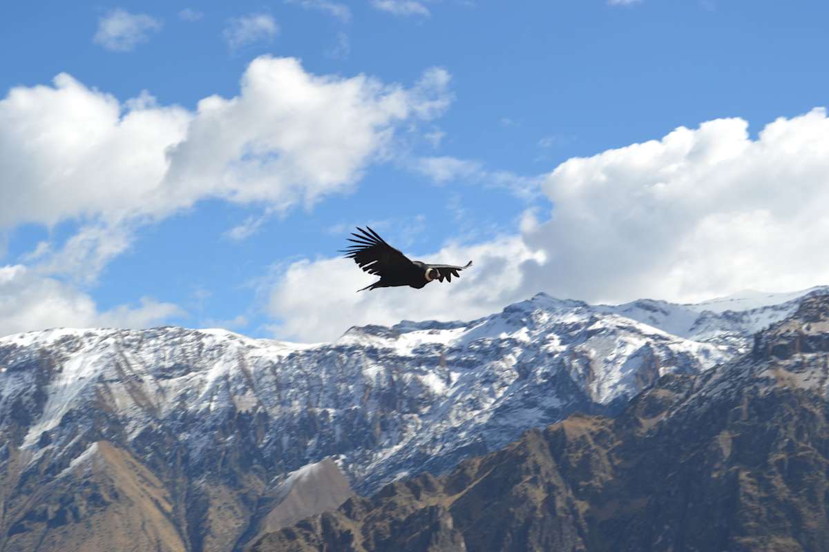 Colca Canyon